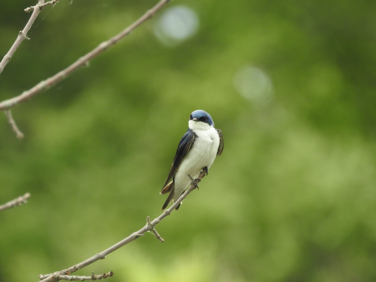 Tree Swallow - ML620821845