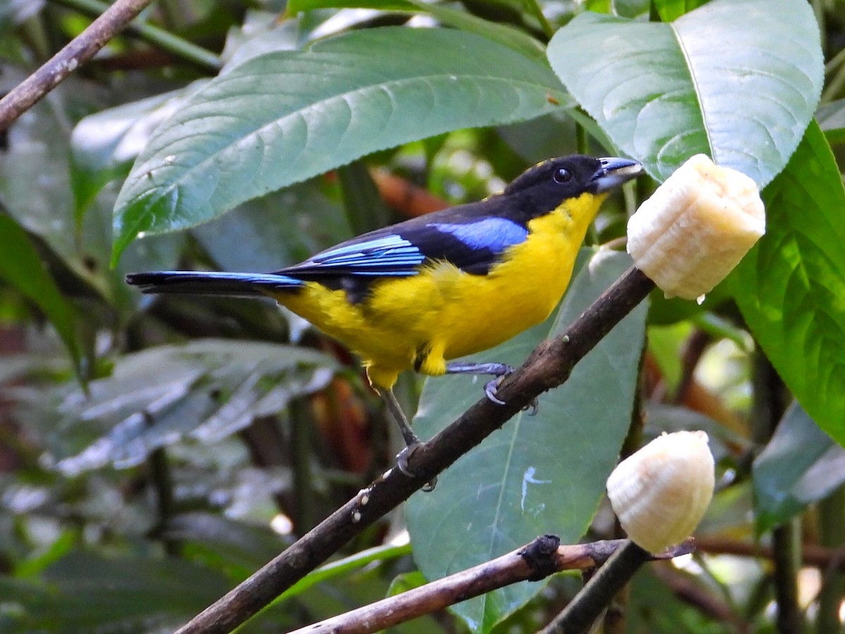 Blue-winged Mountain Tanager - ML620821854