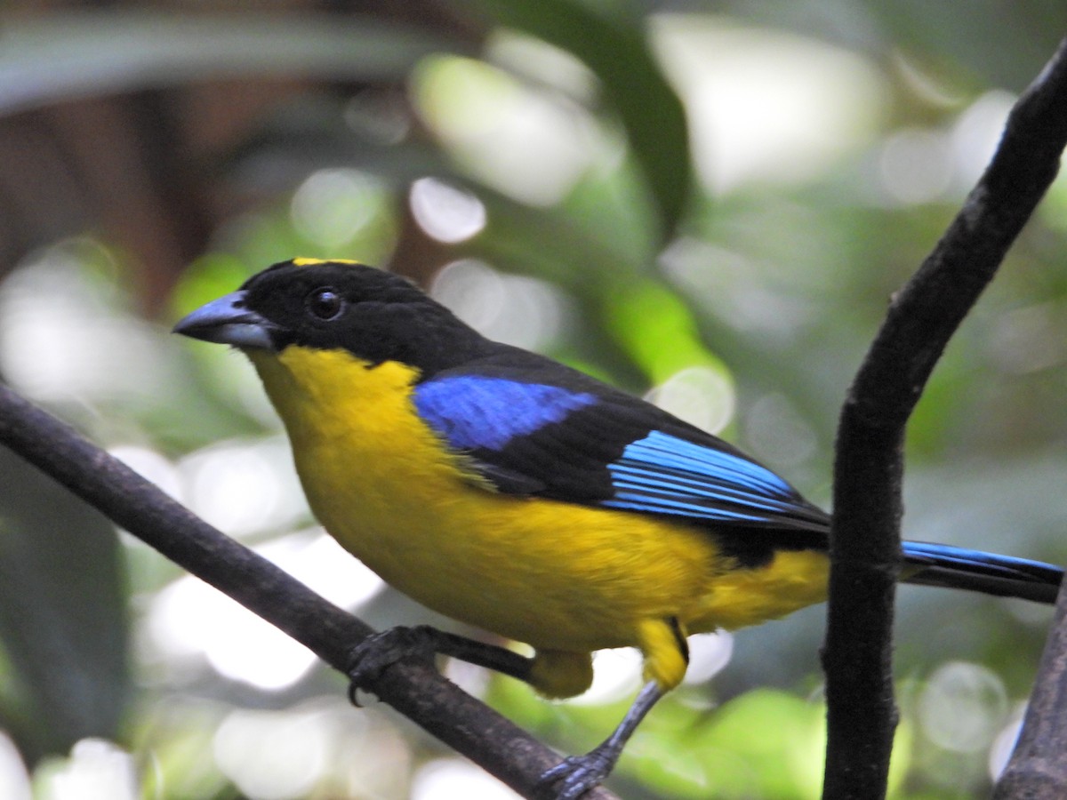 Blue-winged Mountain Tanager - ML620821855