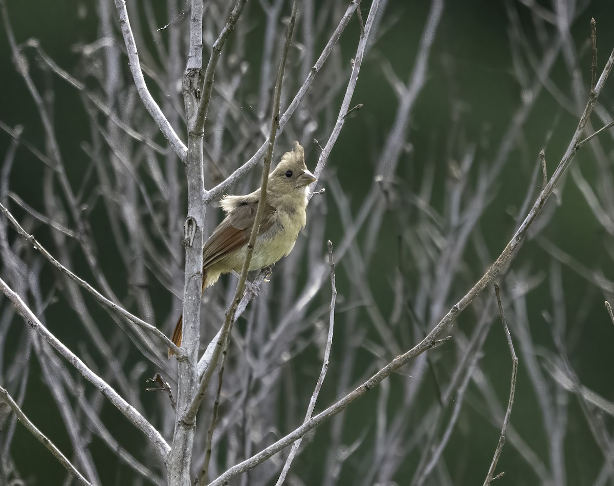 Northern Cardinal - ML620821856