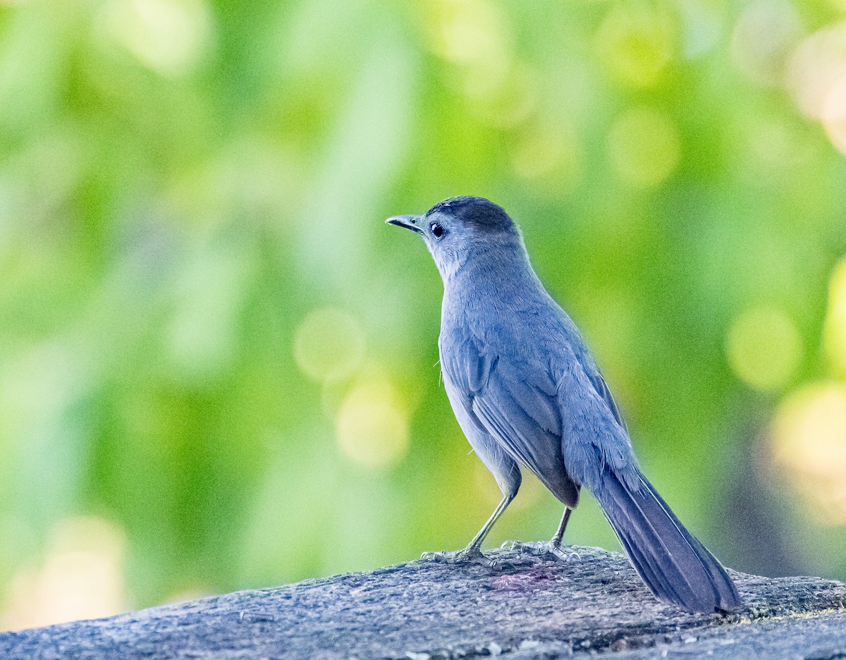 Gray Catbird - ML620821857