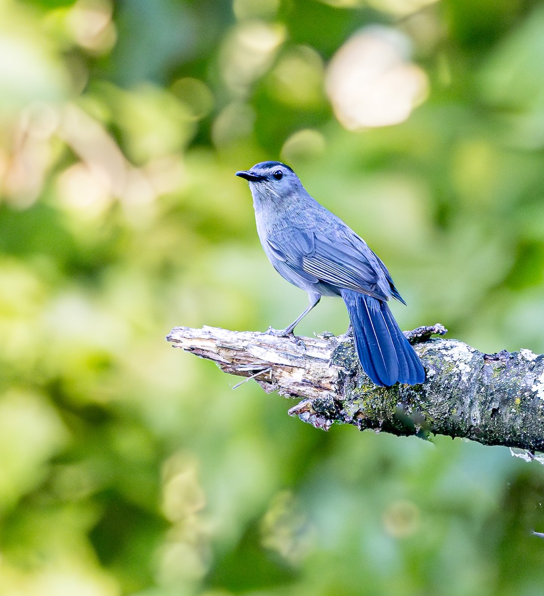 Gray Catbird - ML620821858