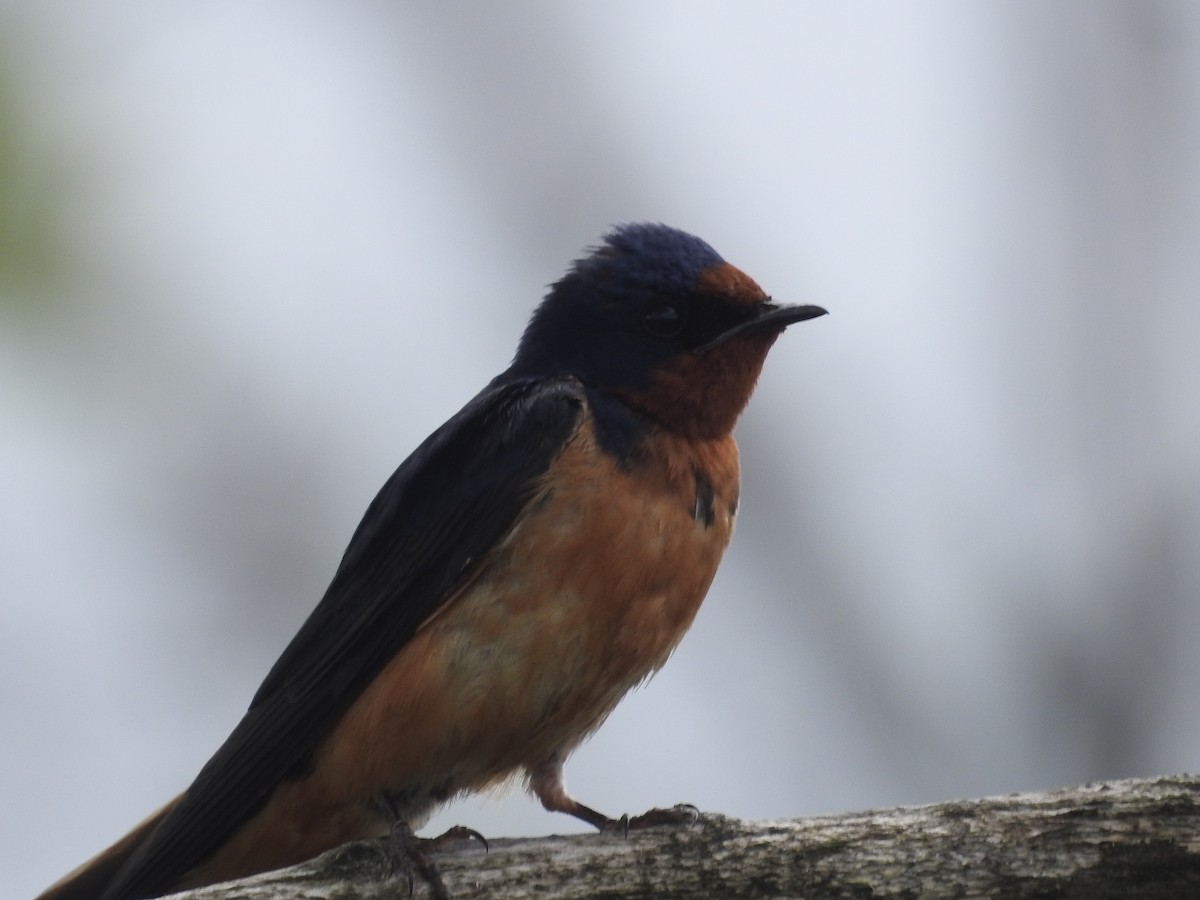 Barn Swallow - ML620821859