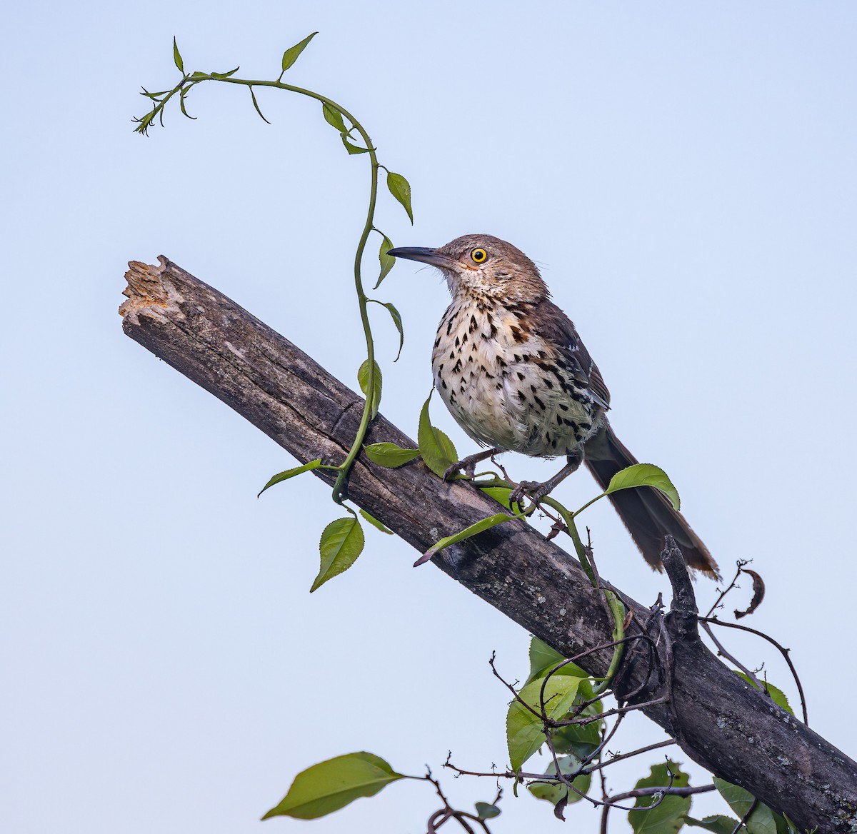 Brown Thrasher - ML620821861