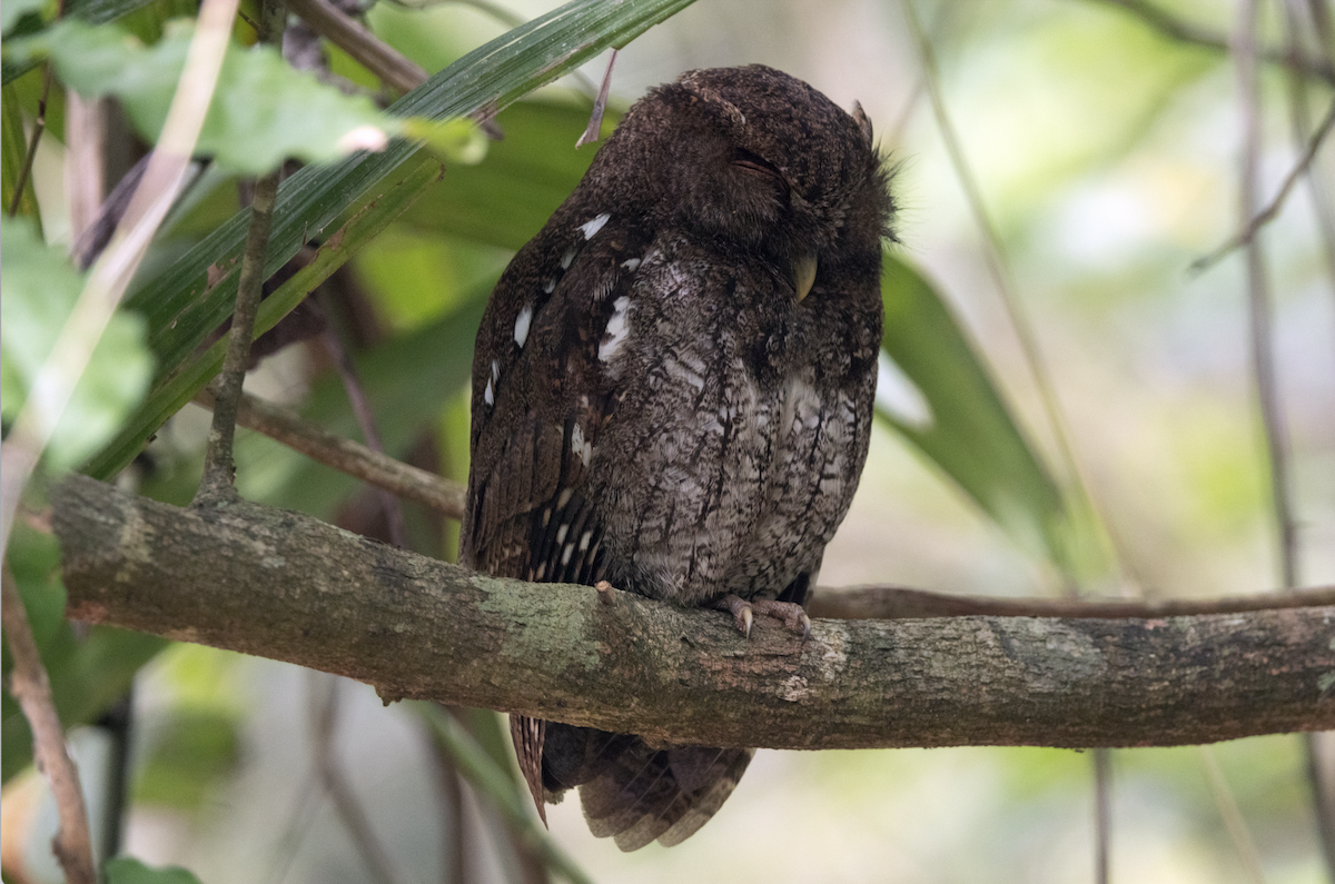 Choco Screech-Owl - ML620821862