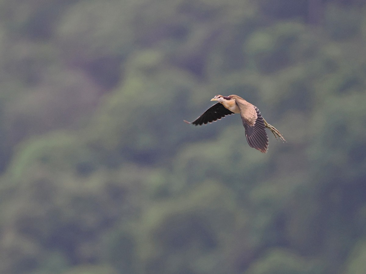 Bronze-winged Jacana - ML620821863