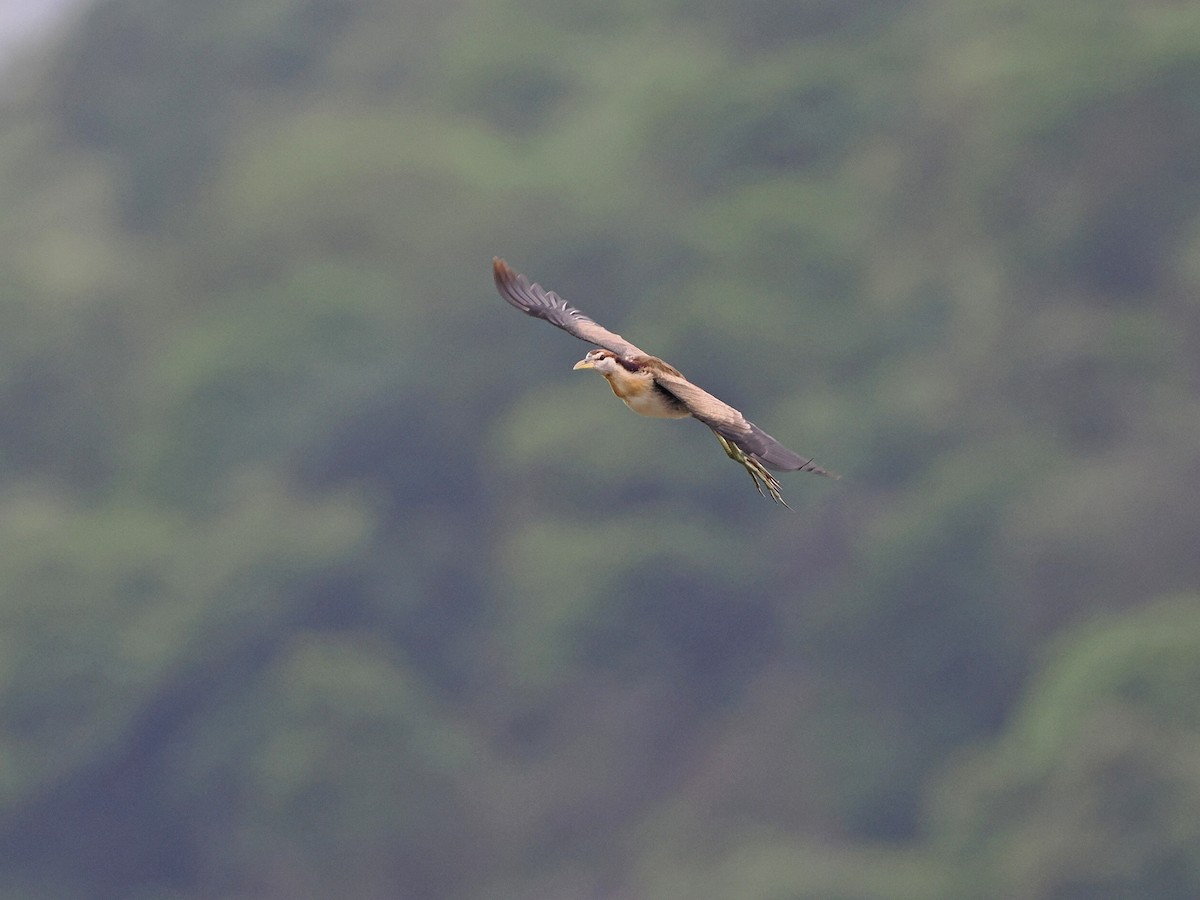 Bronze-winged Jacana - Rajesh Radhakrishnan