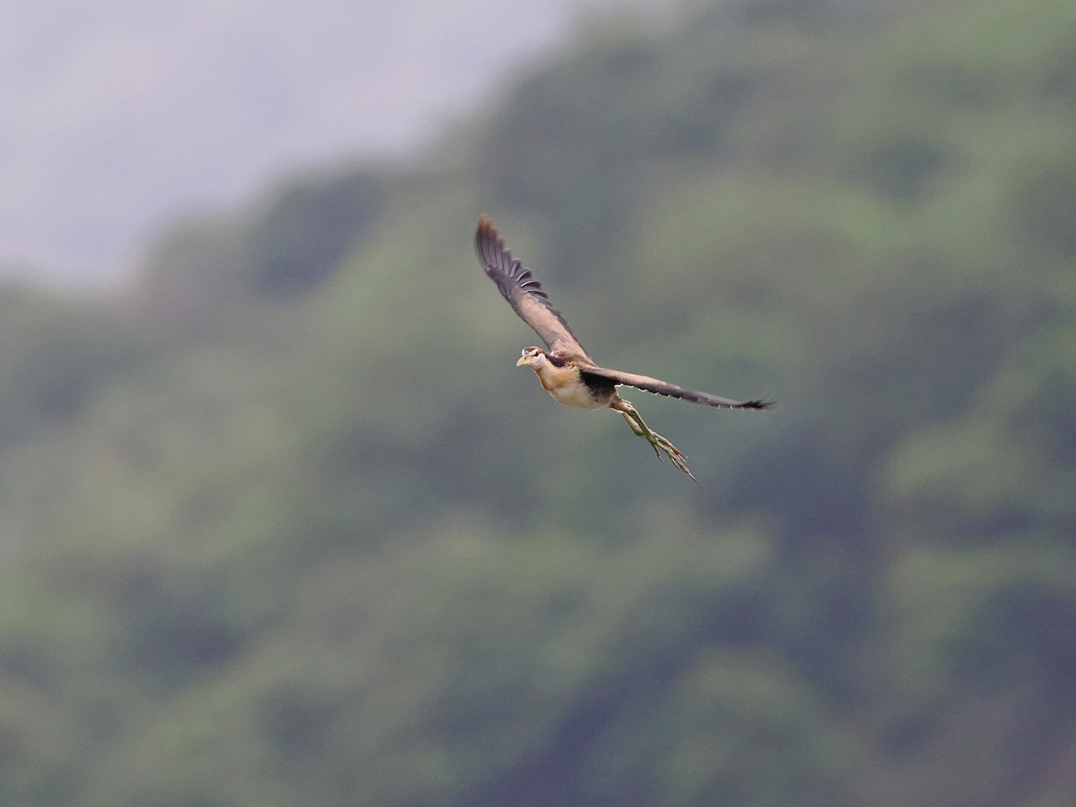 Bronze-winged Jacana - ML620821865