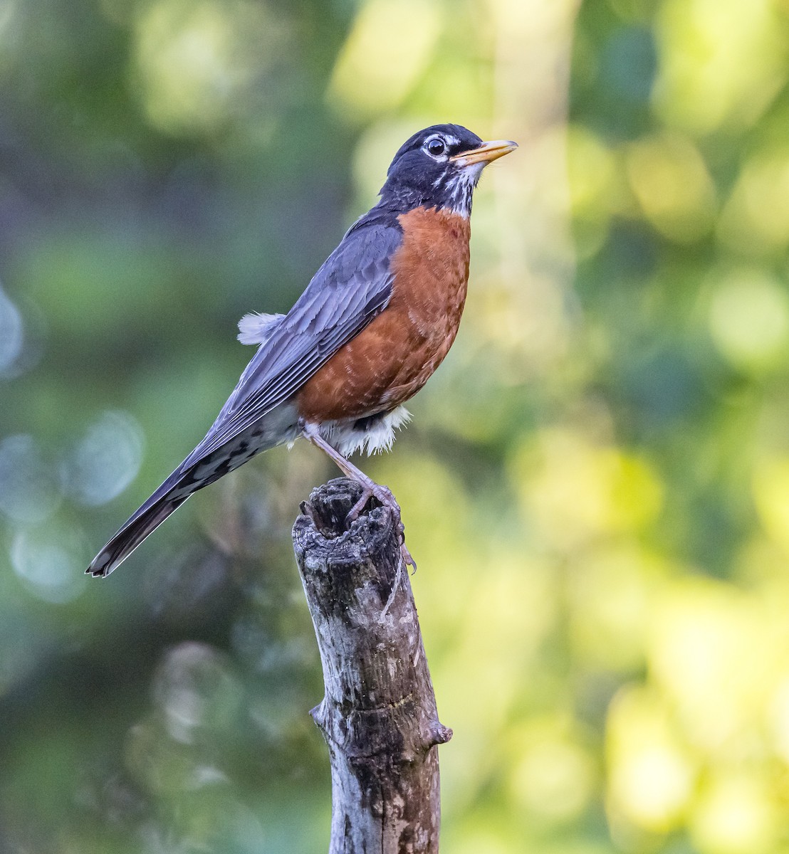 American Robin - ML620821866