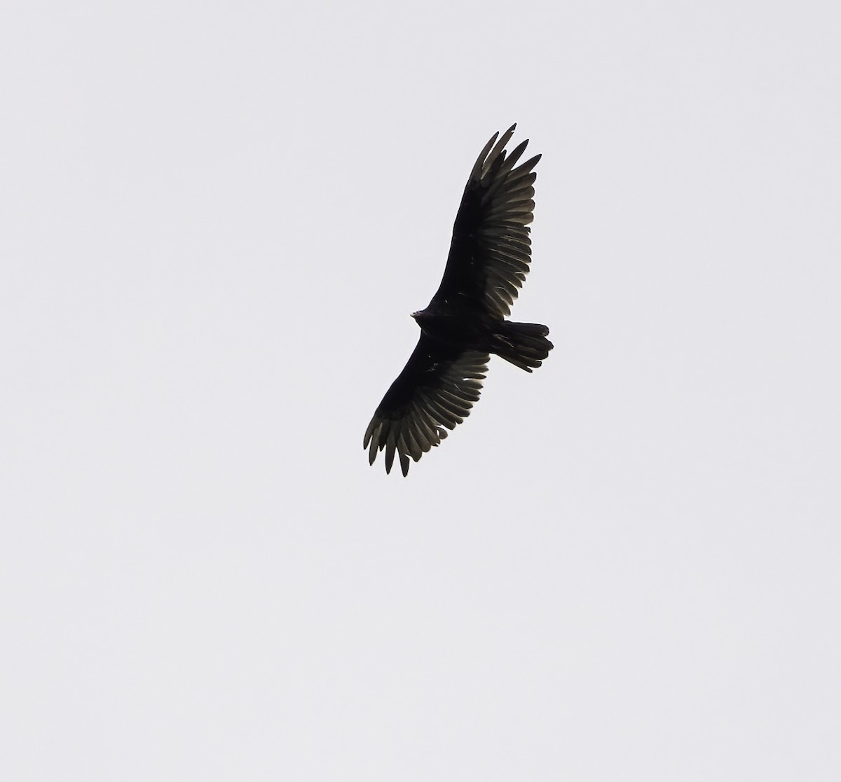 Turkey Vulture - ML620821867