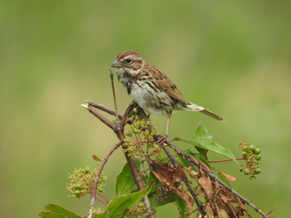 Song Sparrow - ML620821869