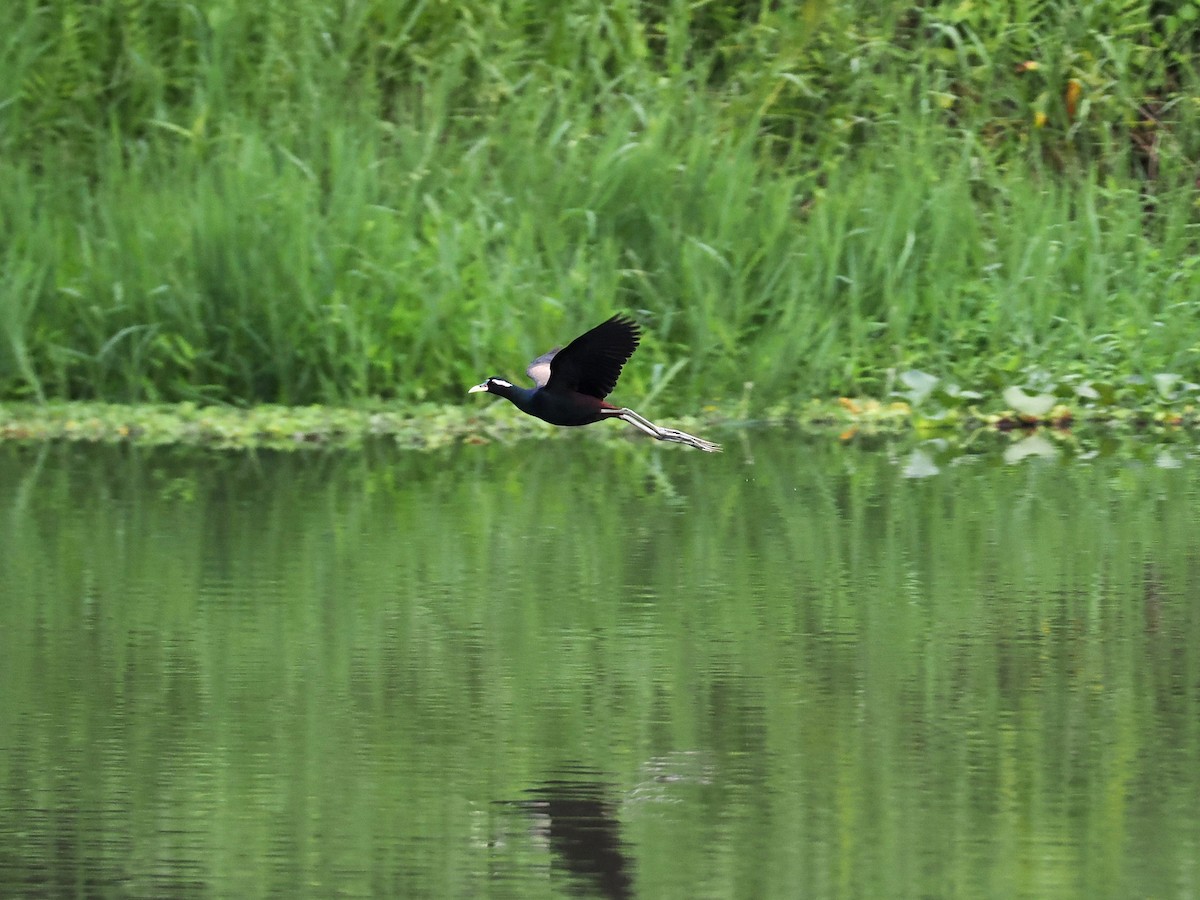 Bronze-winged Jacana - ML620821870