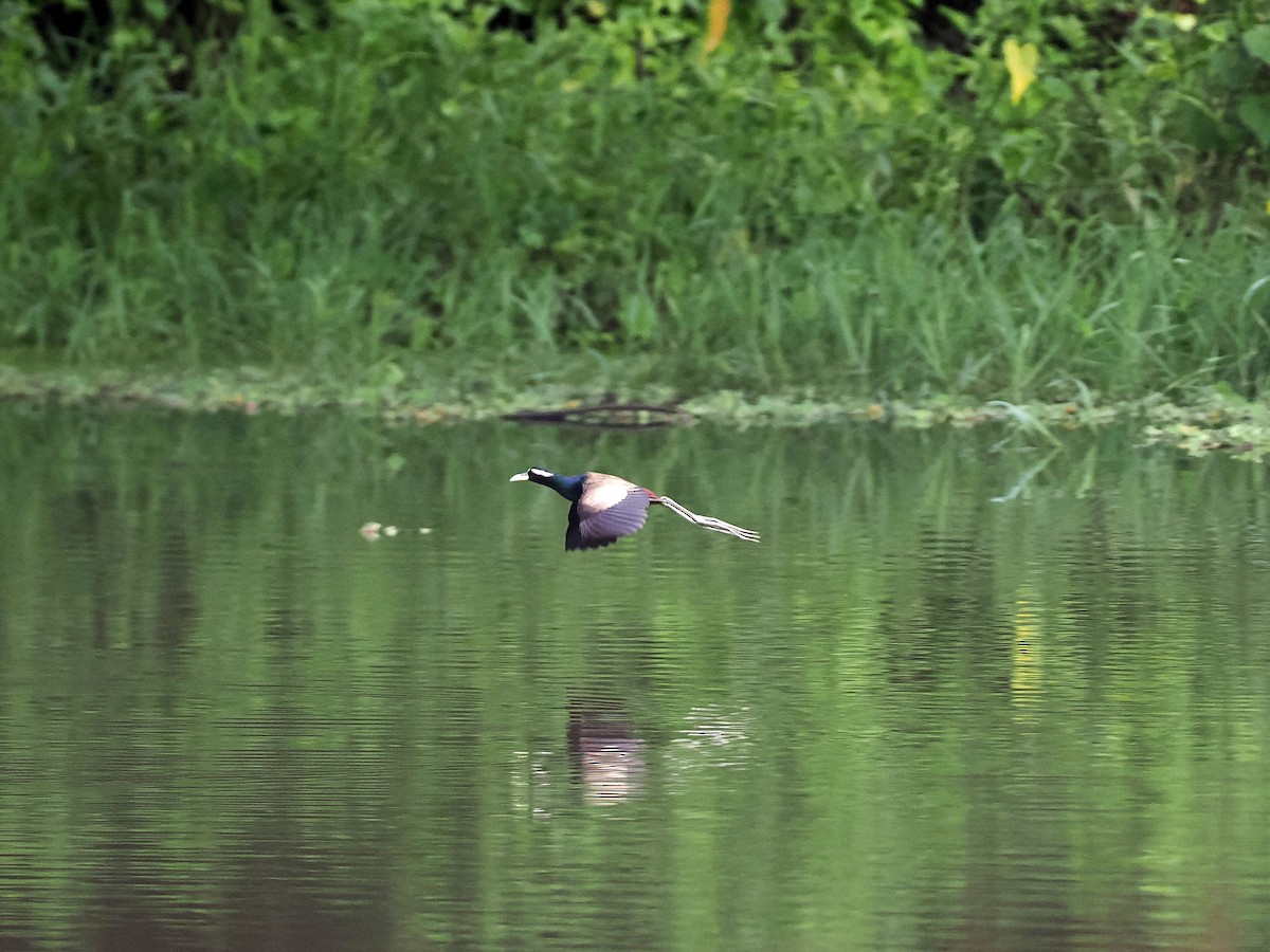 Bronze-winged Jacana - ML620821871