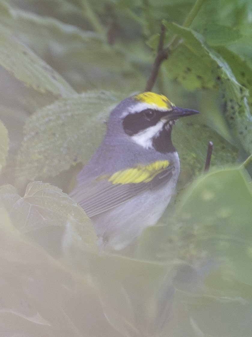 Golden-winged Warbler - ML620821872