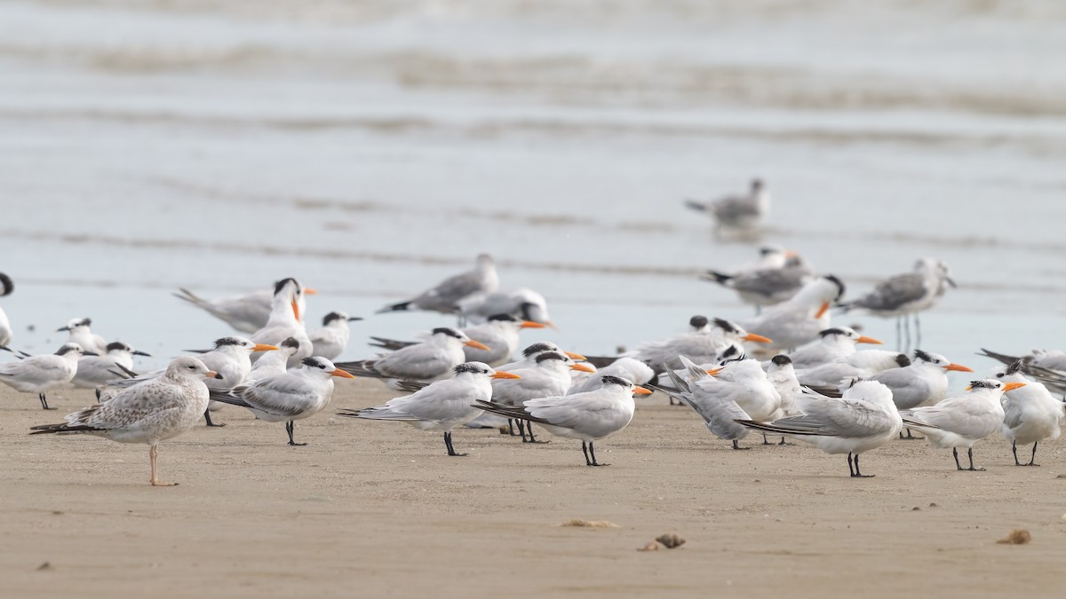 Royal Tern - ML620821873