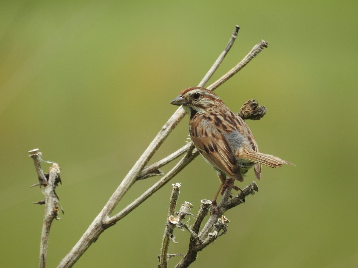 Song Sparrow - ML620821874