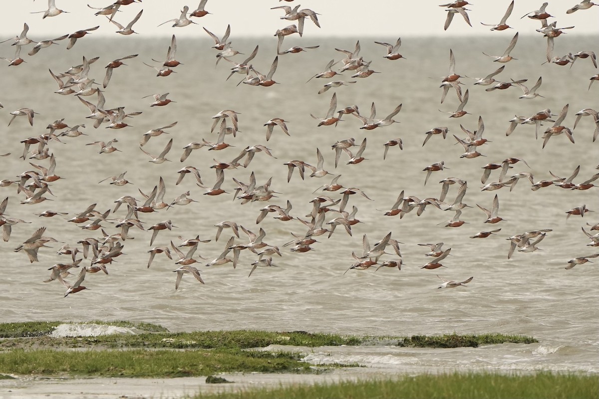 Bar-tailed Godwit - ML620821875