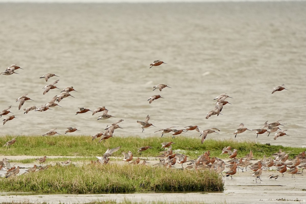 Bar-tailed Godwit - ML620821876