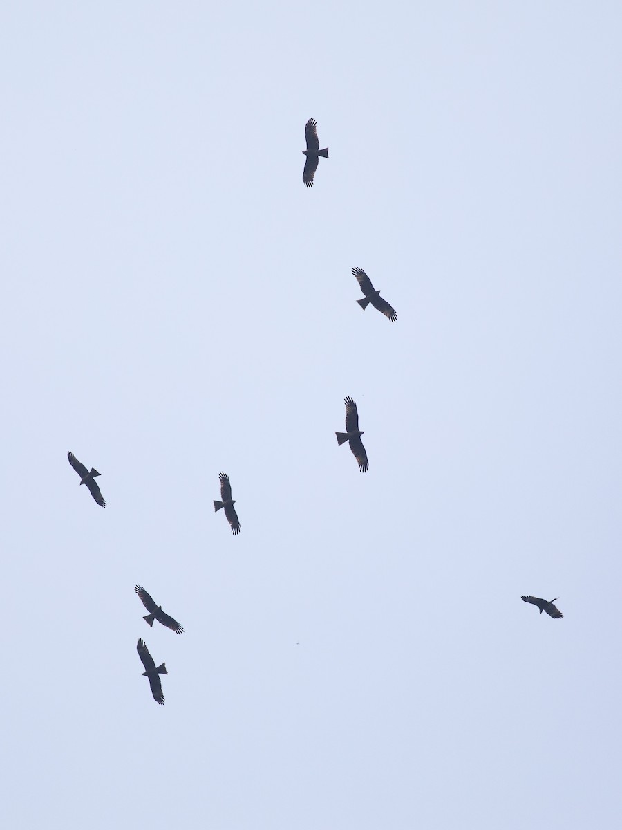 Black Kite - Zsombor Károlyi