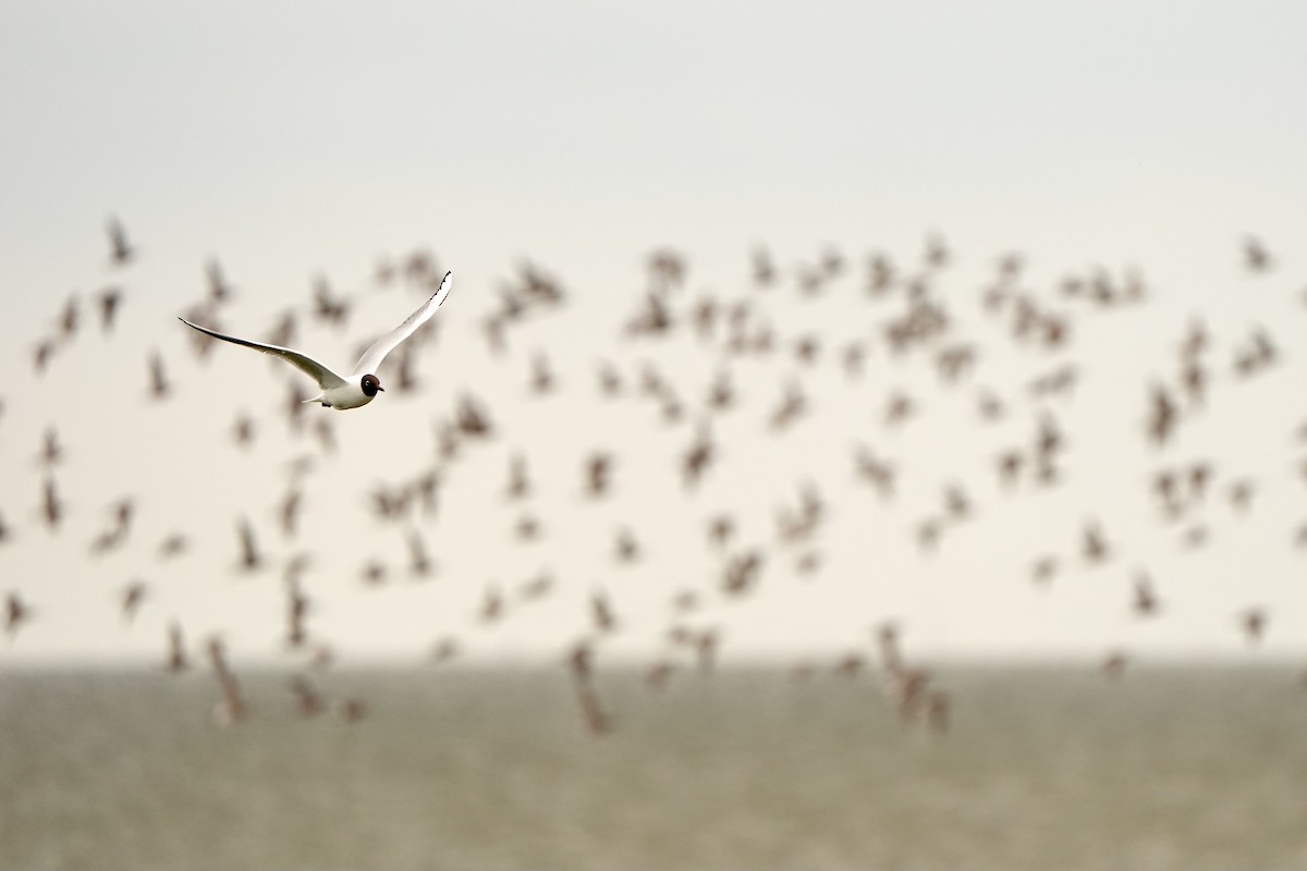 Black-headed Gull - ML620821879