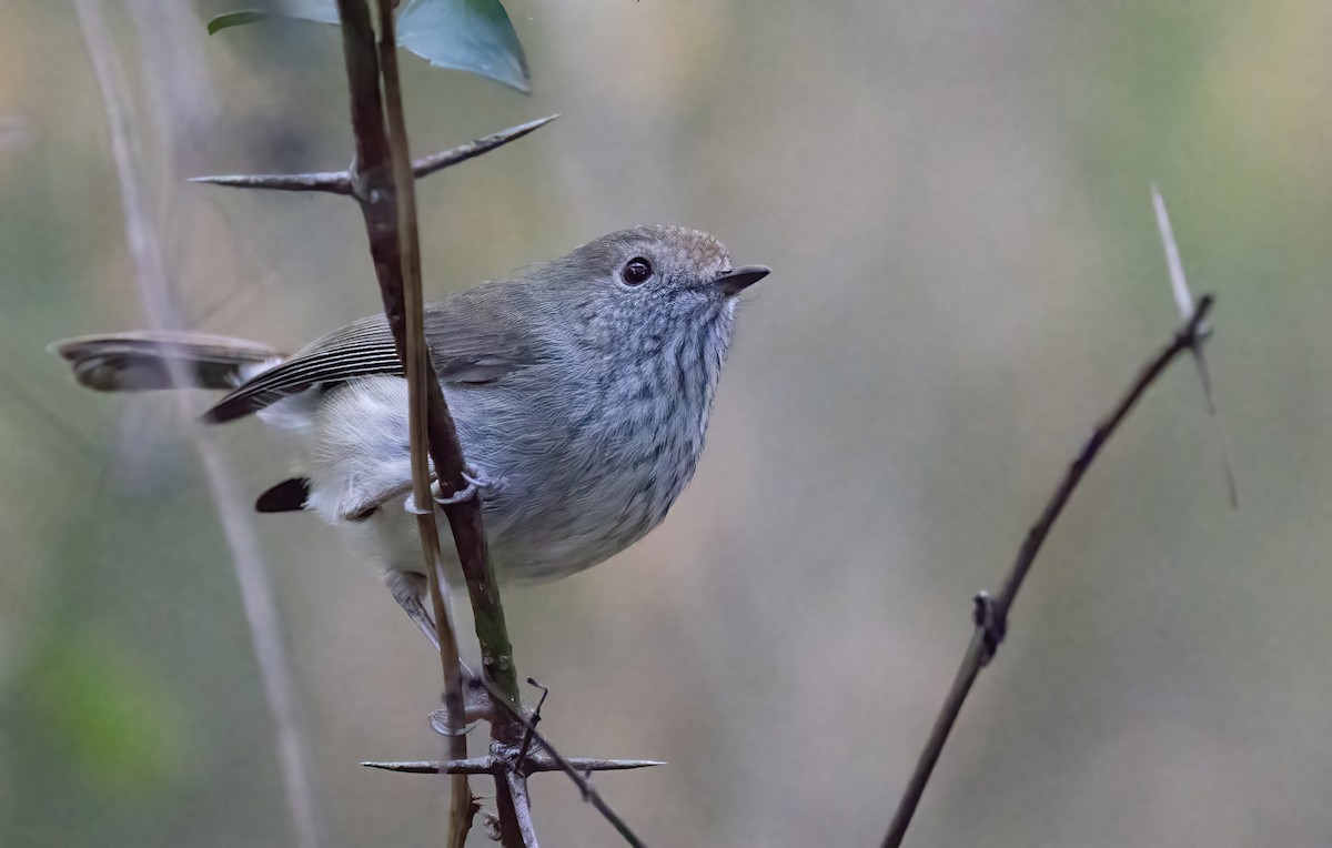 Brown Thornbill - ML620821885