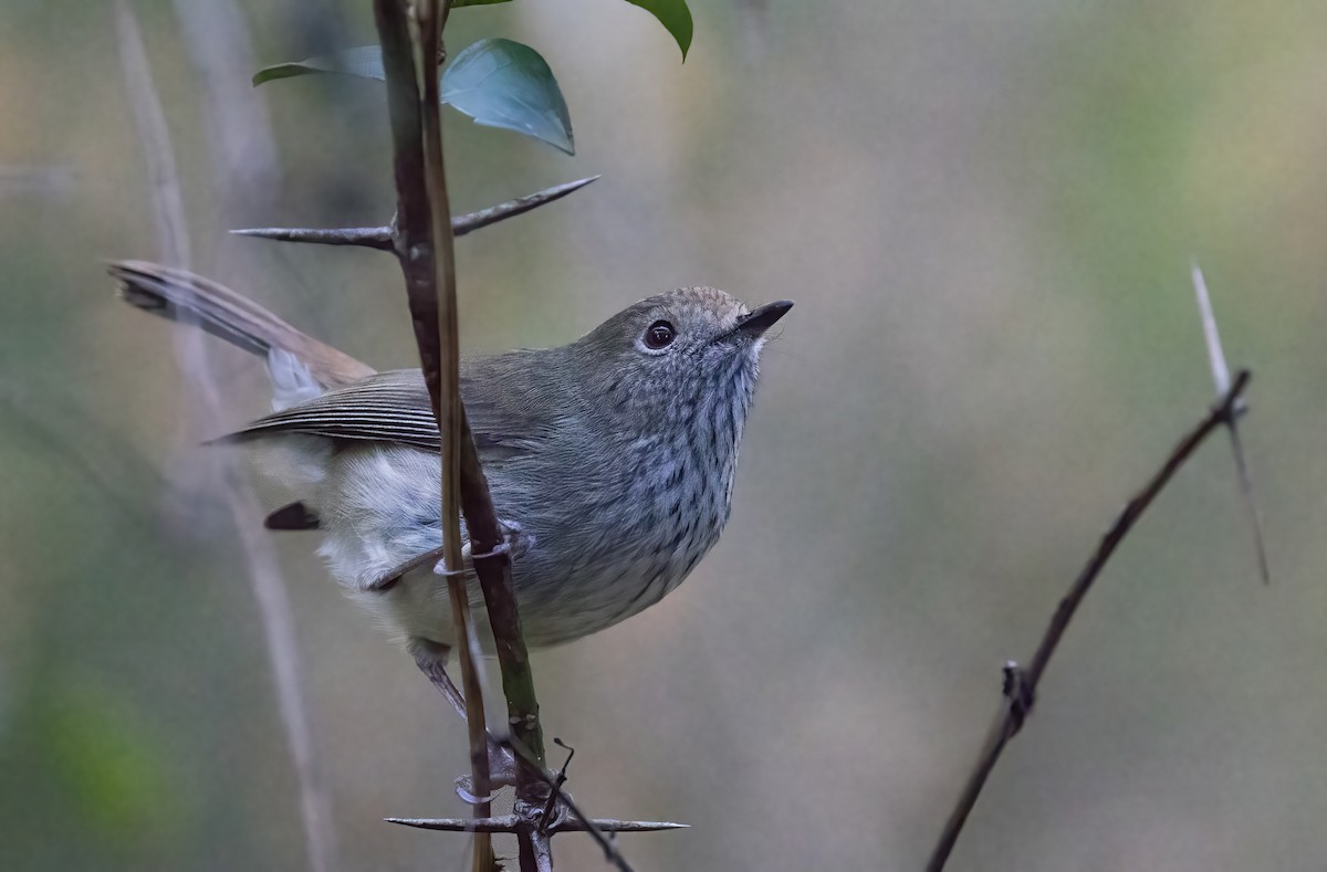 Brown Thornbill - ML620821886