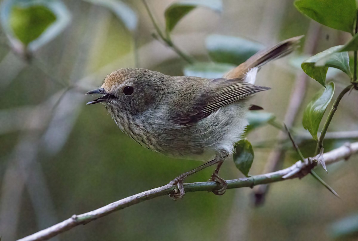 Brown Thornbill - ML620821887