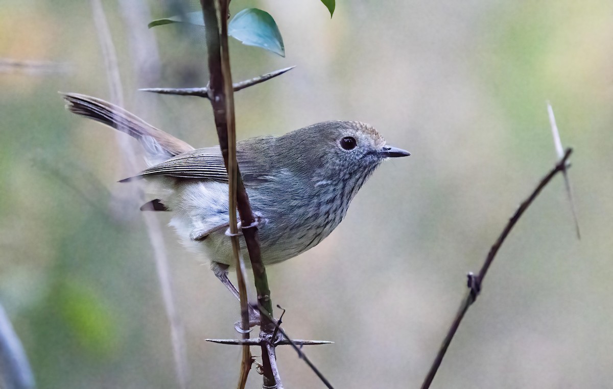 Brown Thornbill - ML620821889