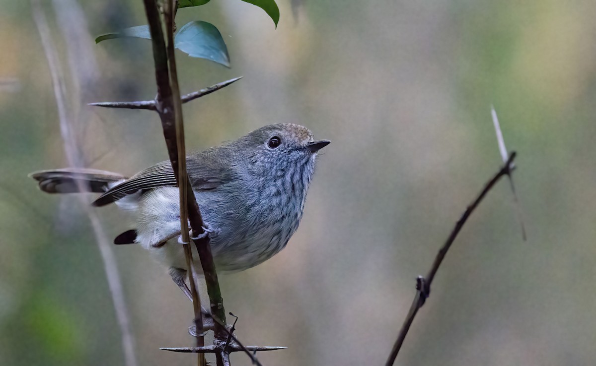 Brown Thornbill - Chris Barnes