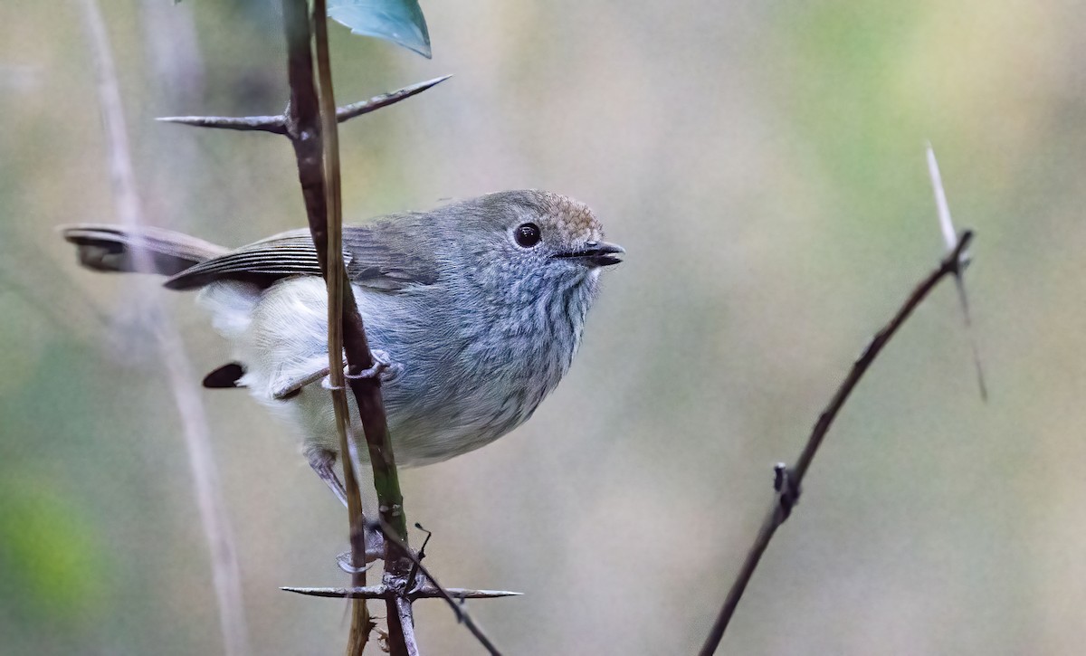 Brown Thornbill - ML620821891