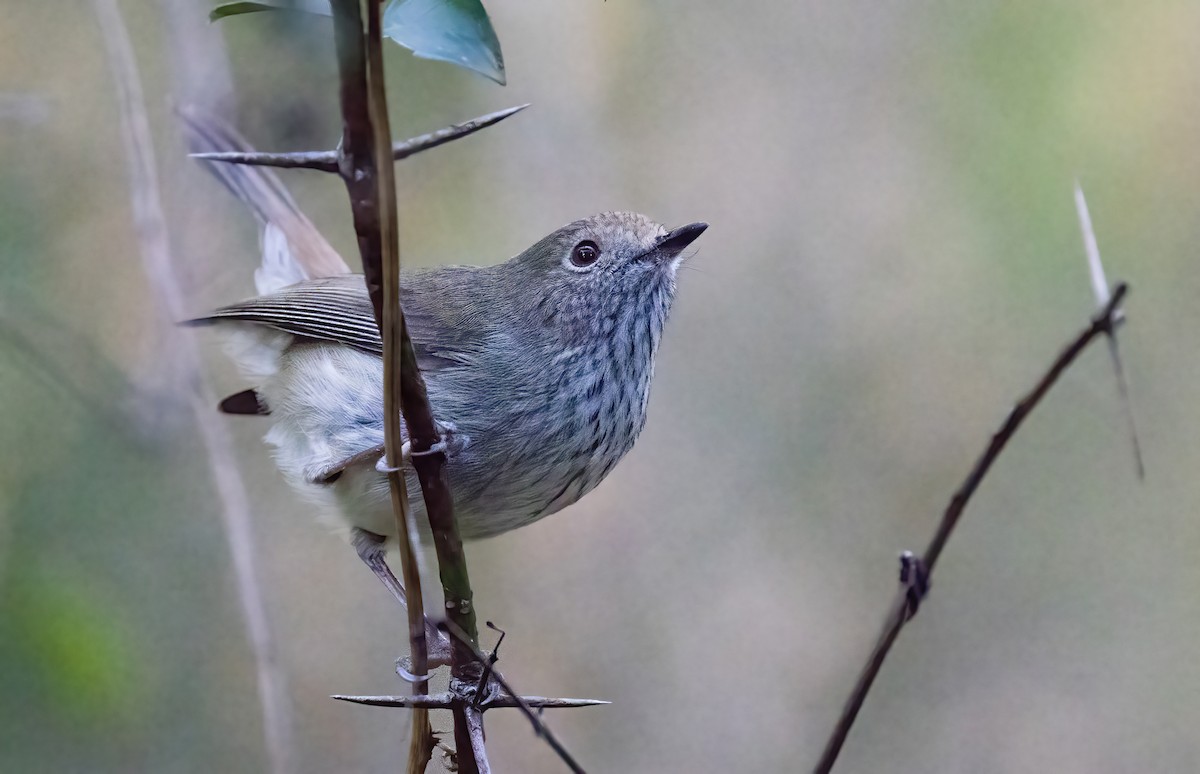 Brown Thornbill - ML620821893