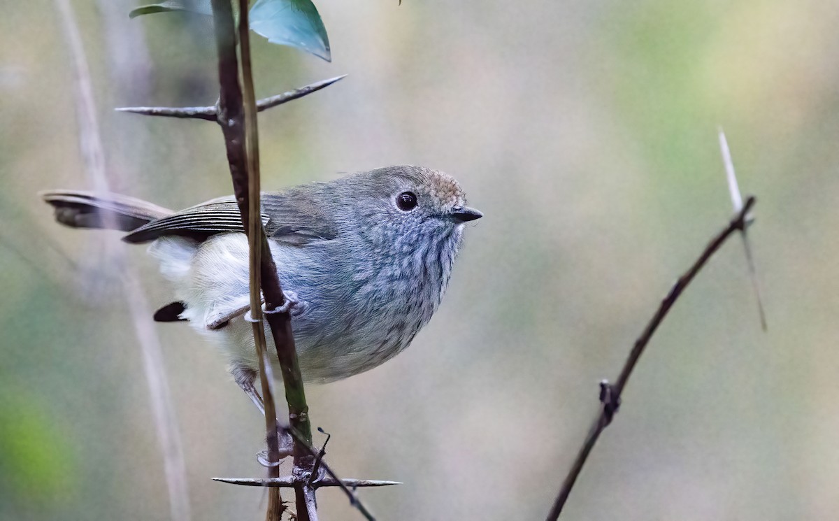 Brown Thornbill - ML620821894