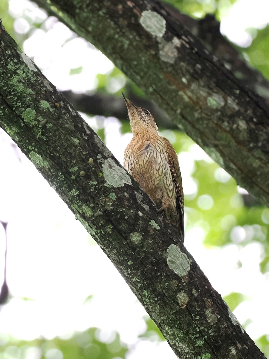 Streak-throated Woodpecker - ML620821909