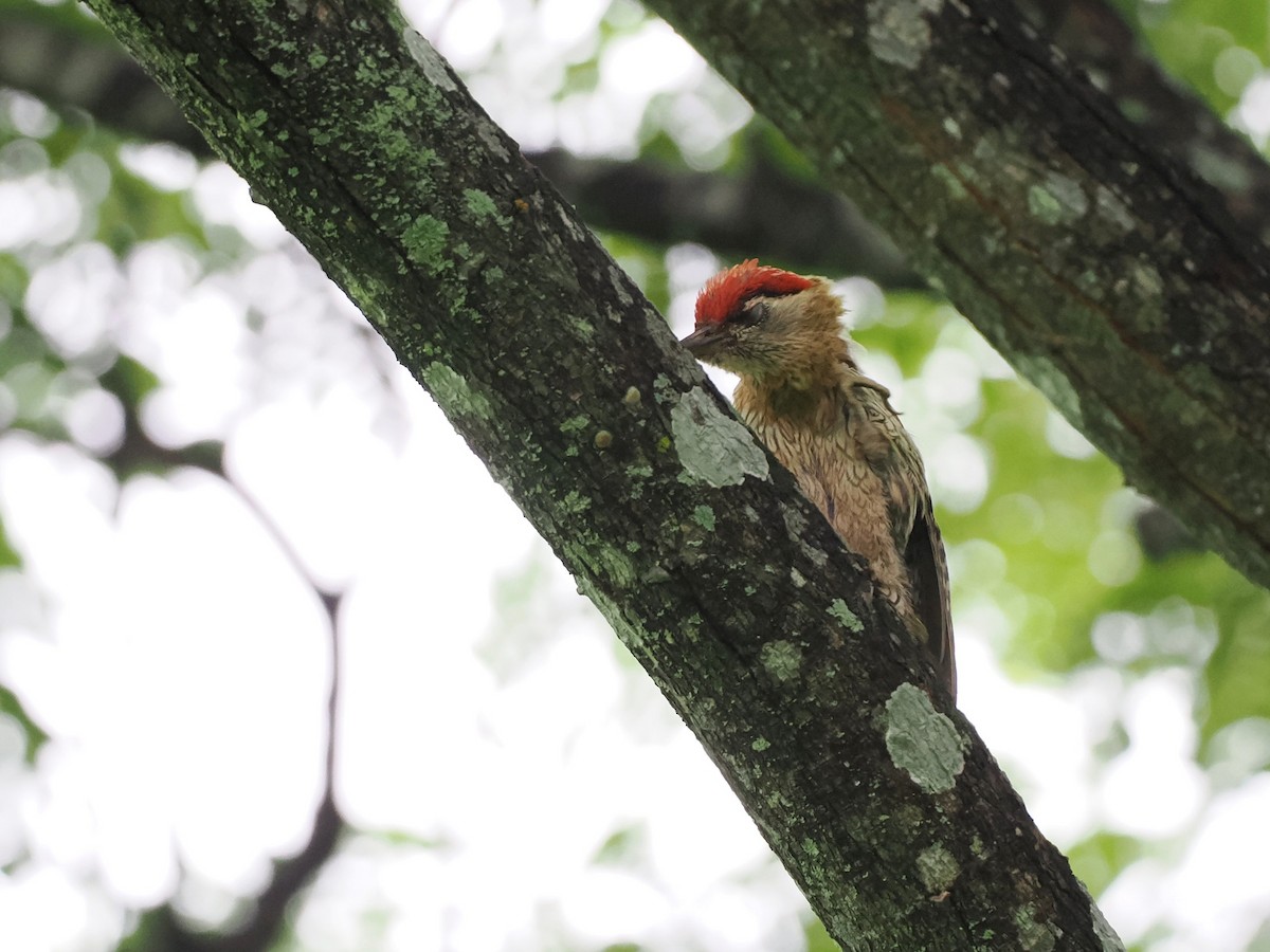 Streak-throated Woodpecker - Rajesh Radhakrishnan