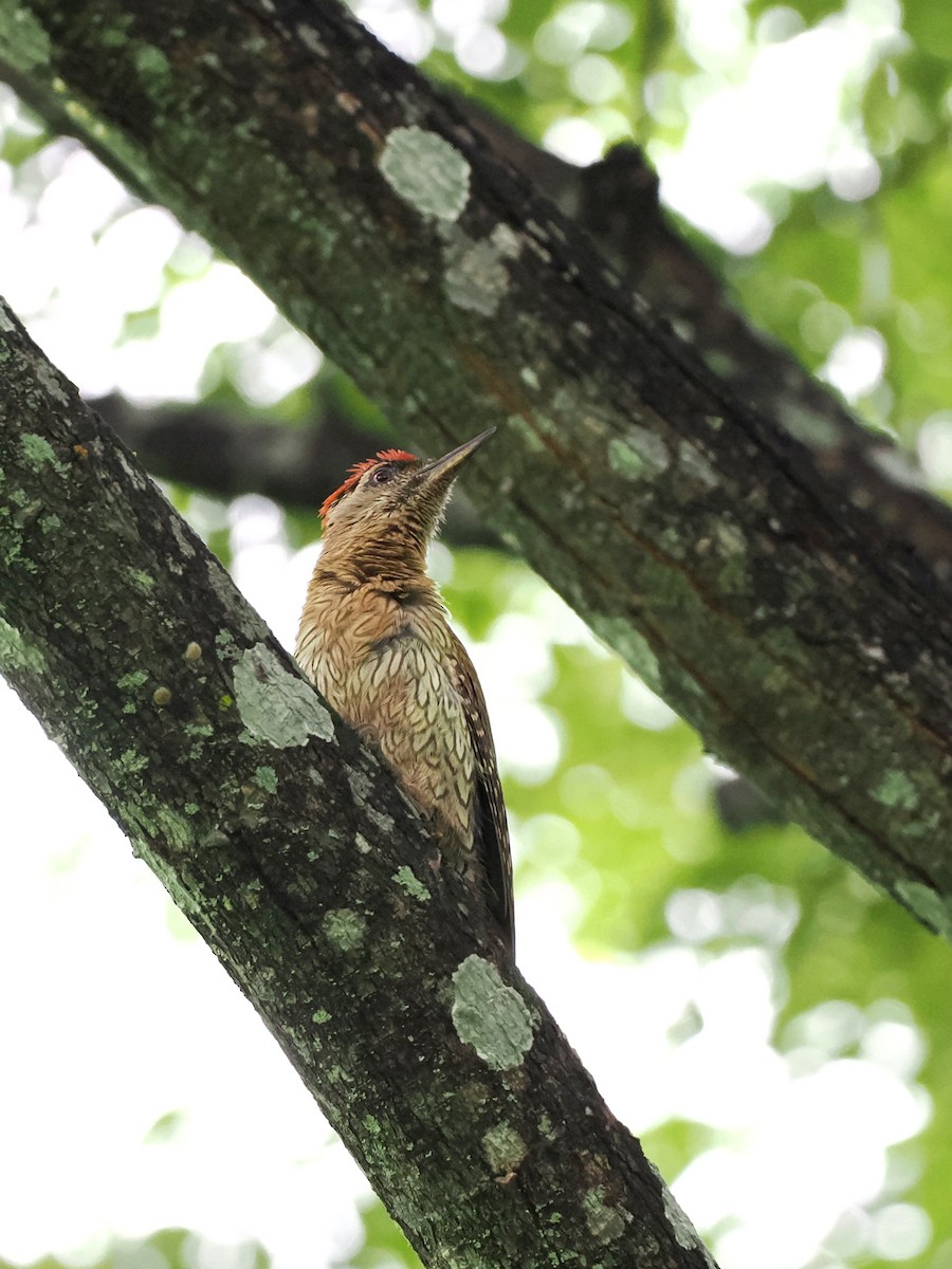 Streak-throated Woodpecker - ML620821911