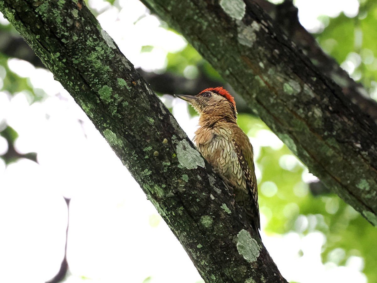 Streak-throated Woodpecker - ML620821912