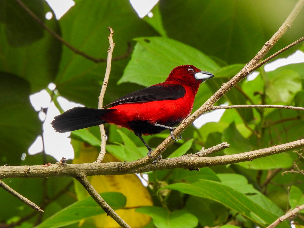 Crimson-backed Tanager - ML620821913