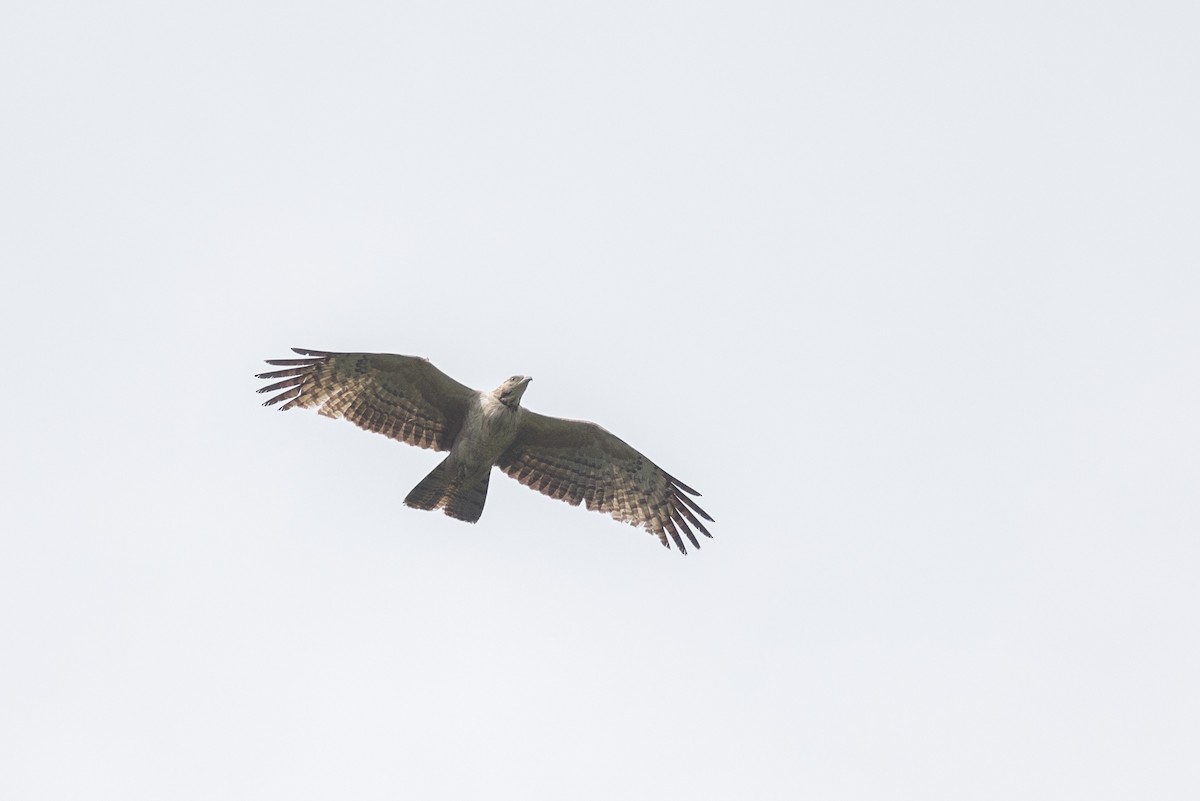 Oriental Honey-buzzard - ML620821914