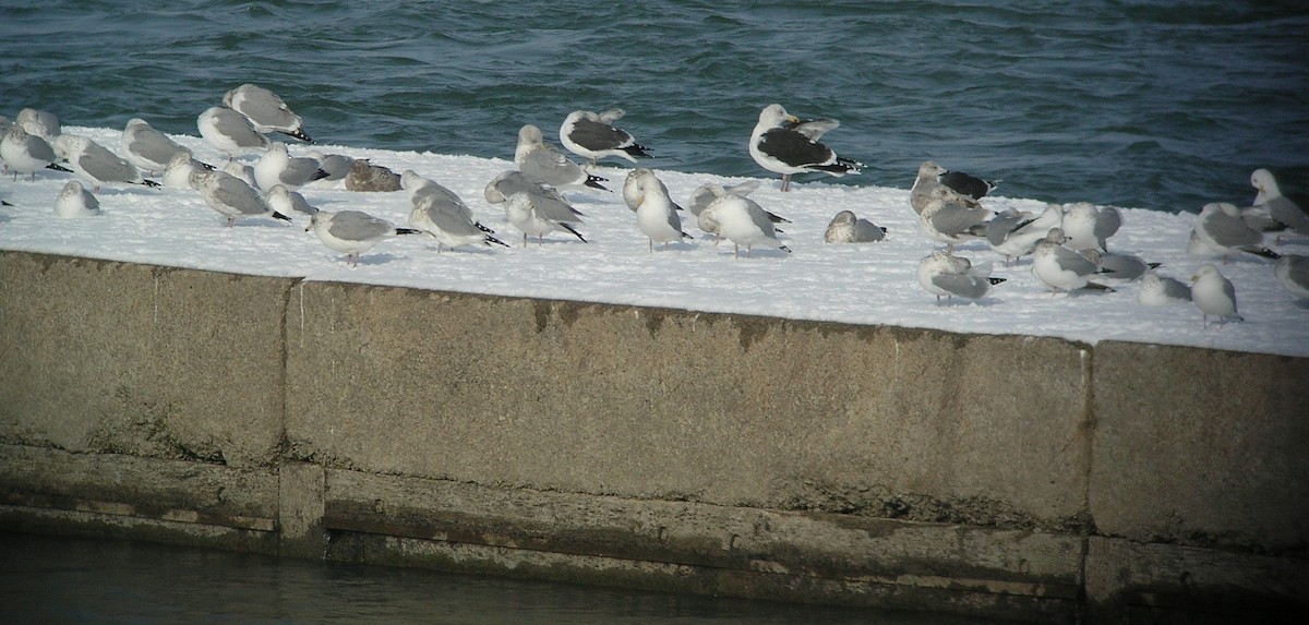 Great Black-backed Gull - ML620821916