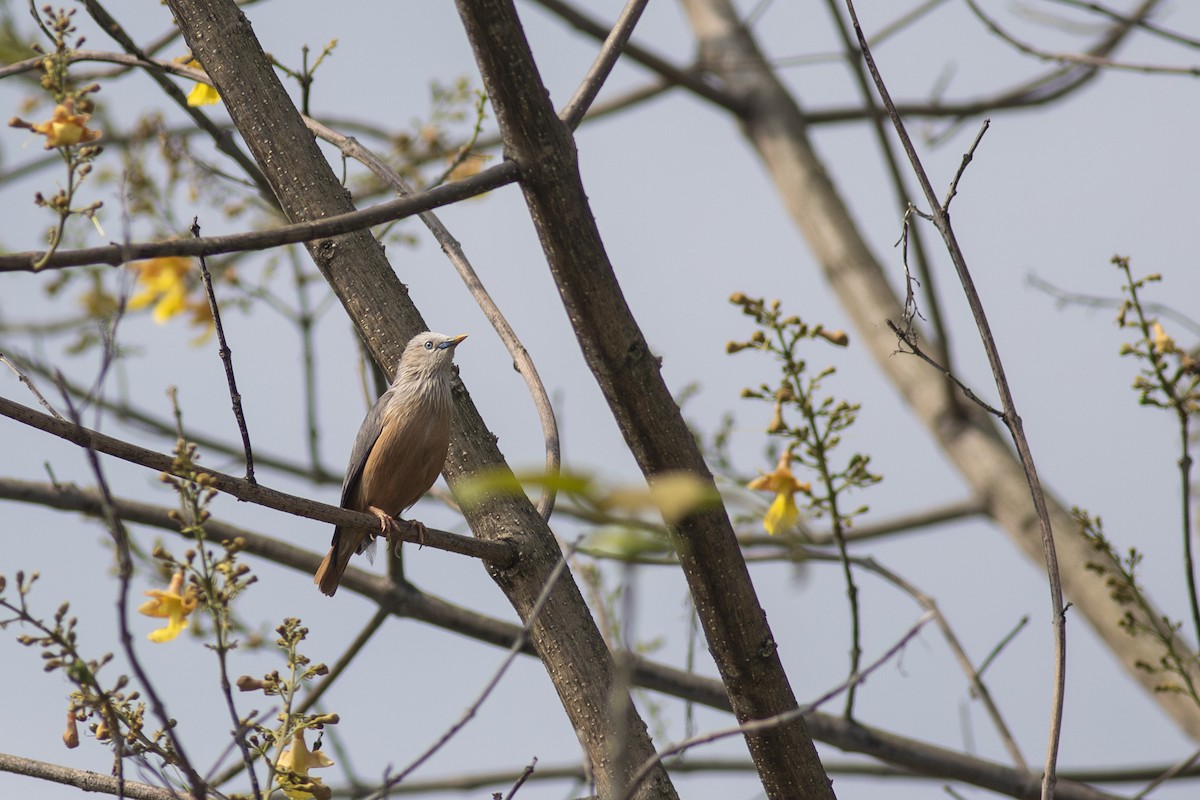 Chestnut-tailed Starling - ML620821917