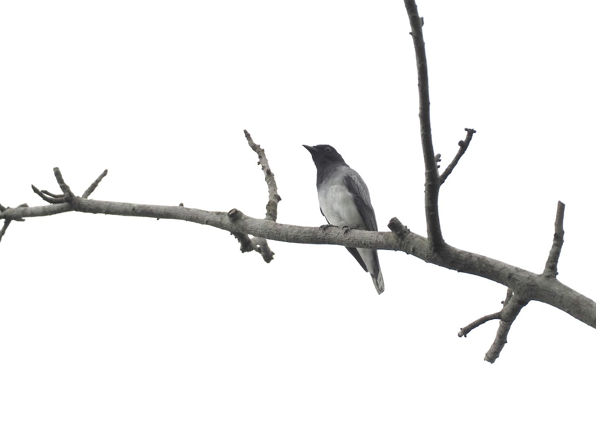 Black-headed Cuckooshrike - ML620821918