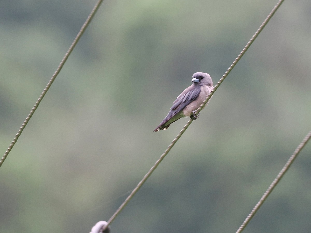 Ashy Woodswallow - ML620821920