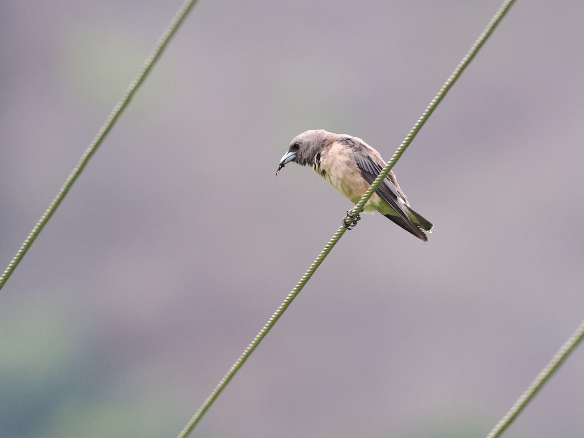 Ashy Woodswallow - ML620821921