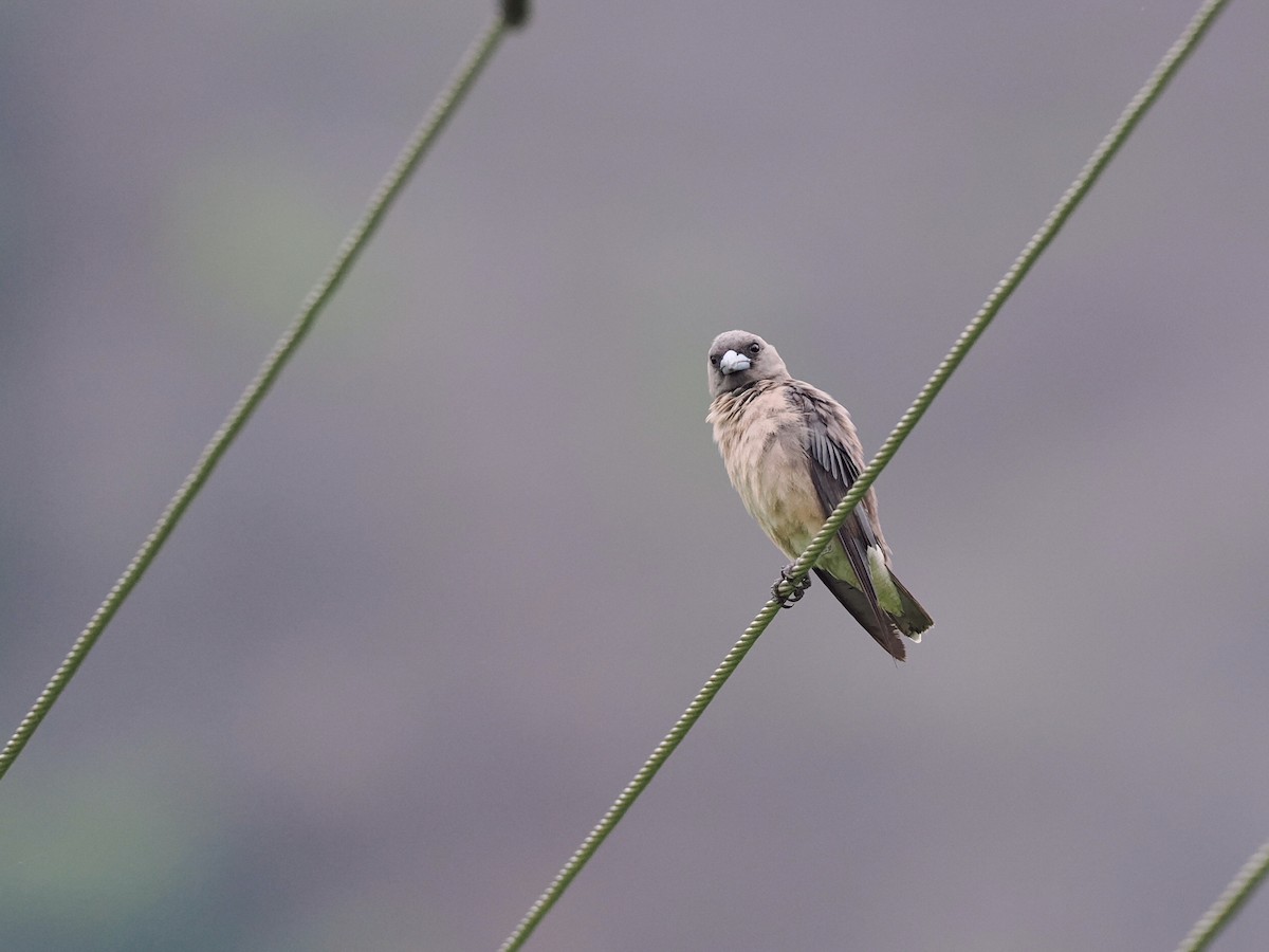 Ashy Woodswallow - ML620821922