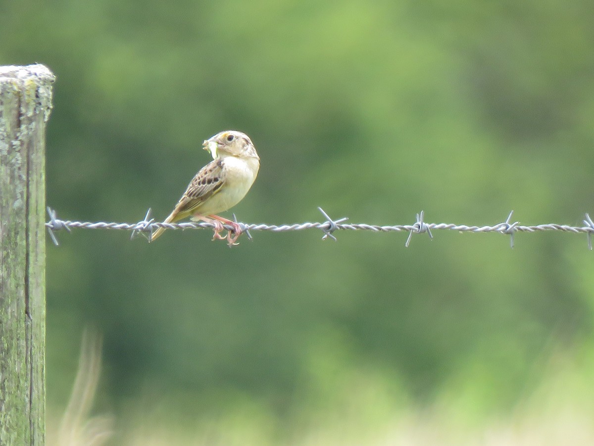 Grasshopper Sparrow - ML620821924