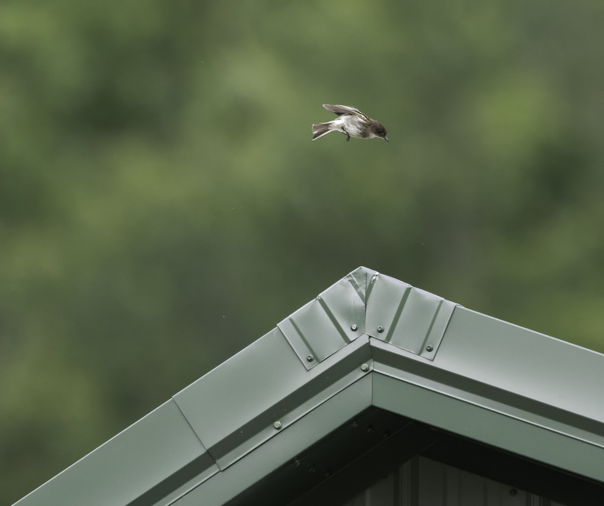 Eastern Phoebe - ML620821925