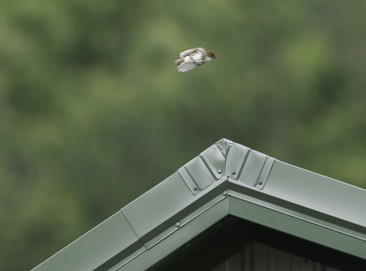 Eastern Phoebe - ML620821926