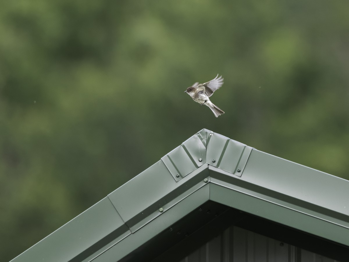 Eastern Phoebe - Charles Carlson