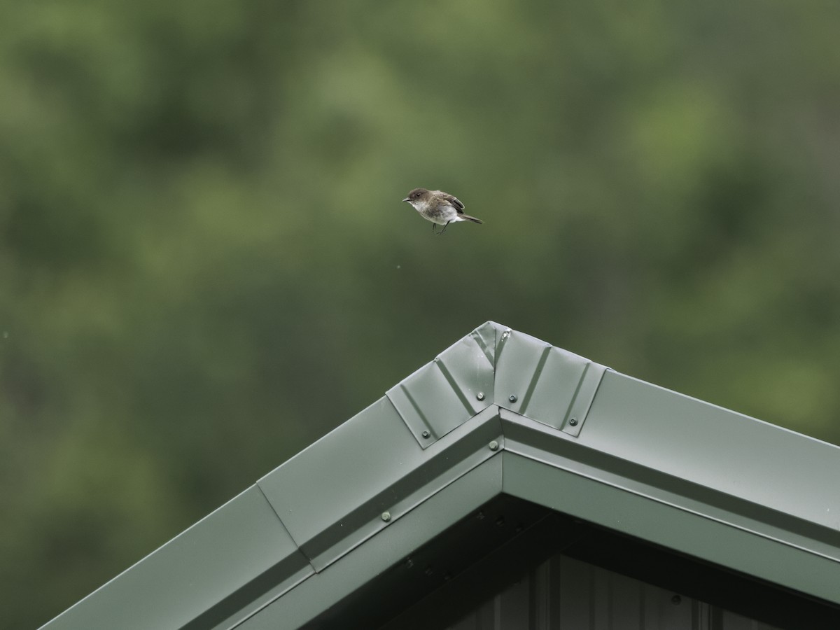 Eastern Phoebe - ML620821928