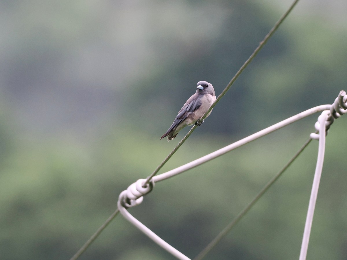 Ashy Woodswallow - ML620821929